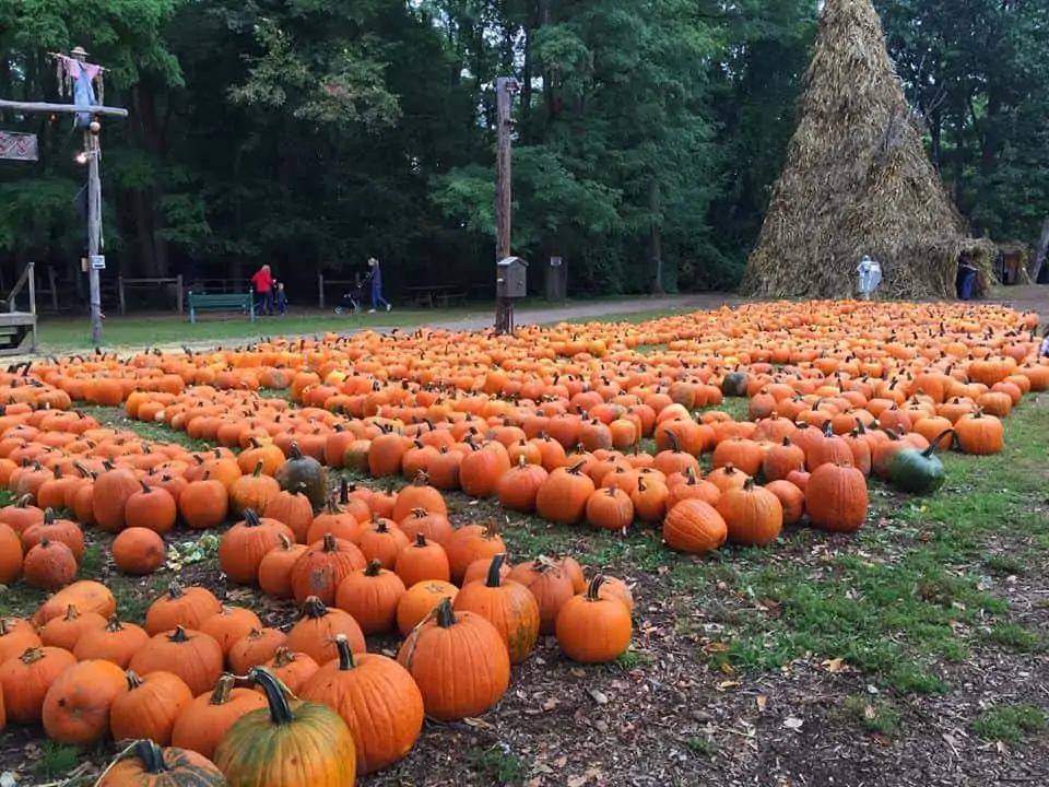 pumpkins at powers