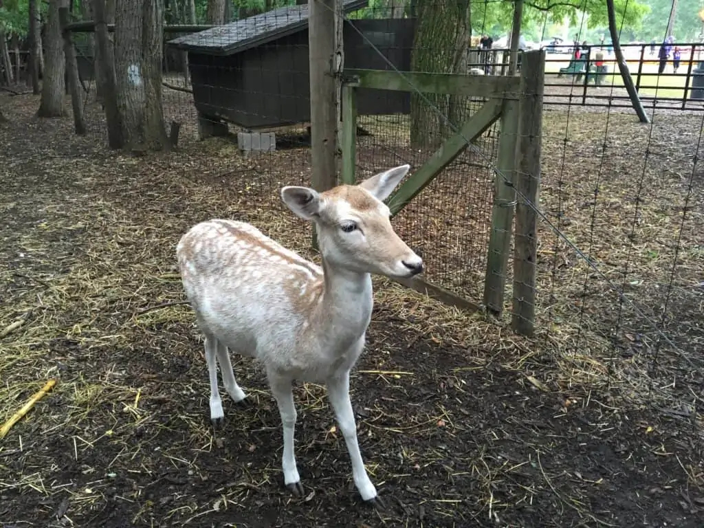 animals at powers farms market