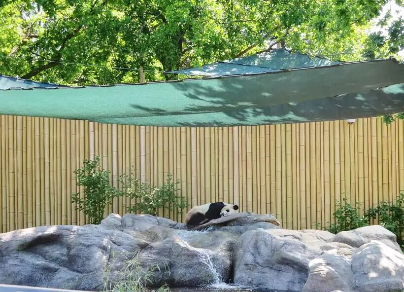 panda at zoo