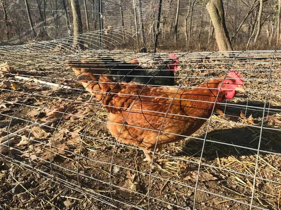 Adopt A Maple at Kettle Ridge Farm