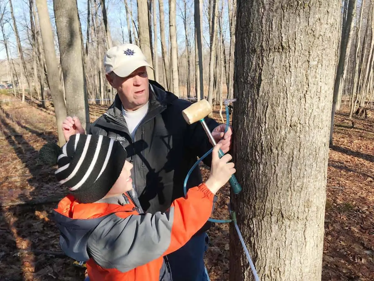 our ma[ple tree at kettle ridge farm