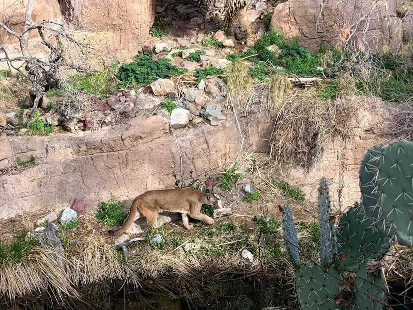 arizona sonora desert museum in tucson
