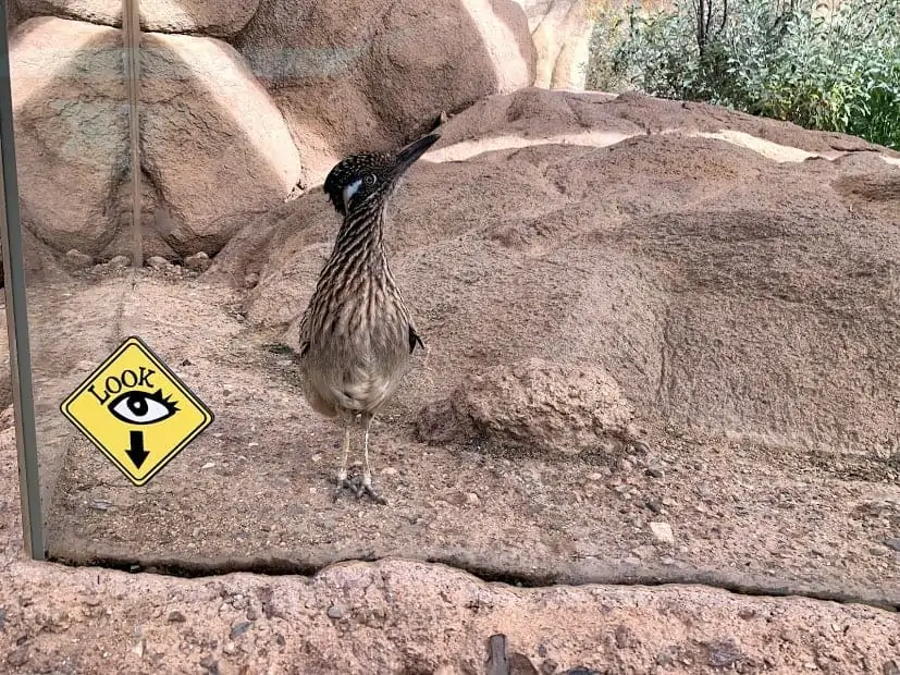 road runner in arizona