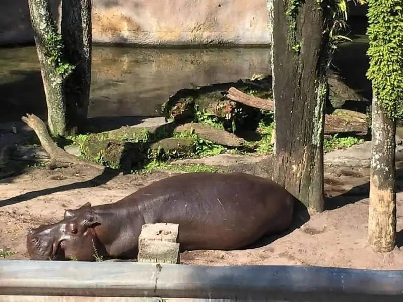 kilimanjaro safari is a must see attraction at animal kingdom