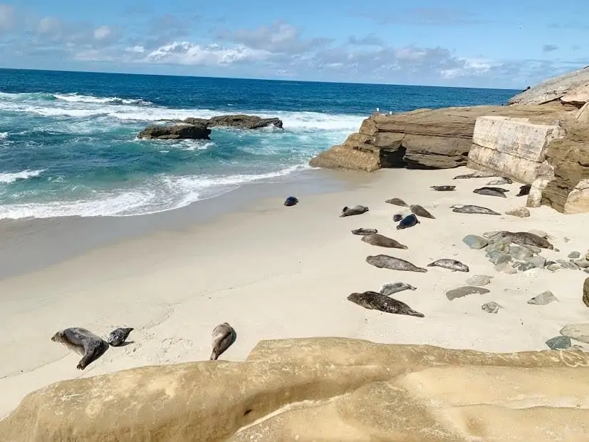 seal beach at la jolla