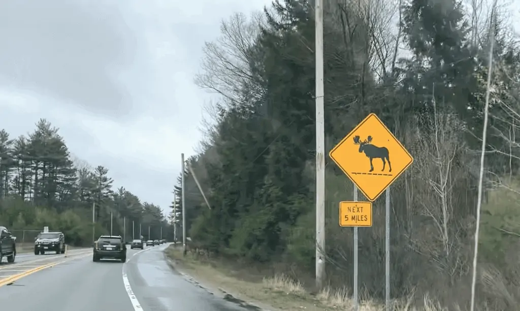 moose sign