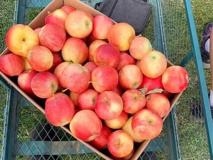 apple picking in the fall.