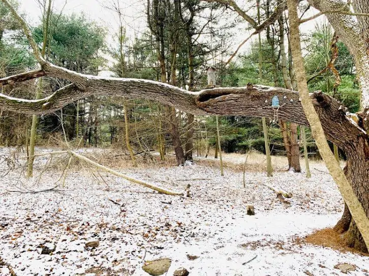 birdsong fairy trail finger lakes in winter.