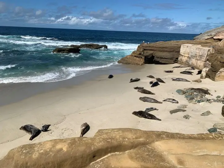 things to do in carlsbad day trip seals