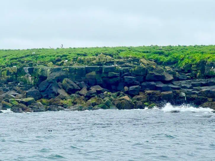 iceland puffin tour